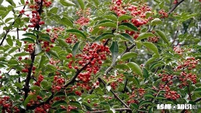 花椒树背上枝怎么剪