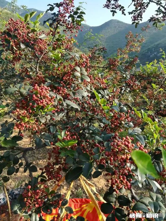 花椒树背上枝怎么剪