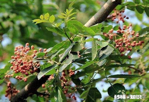 花椒树背上枝怎么剪