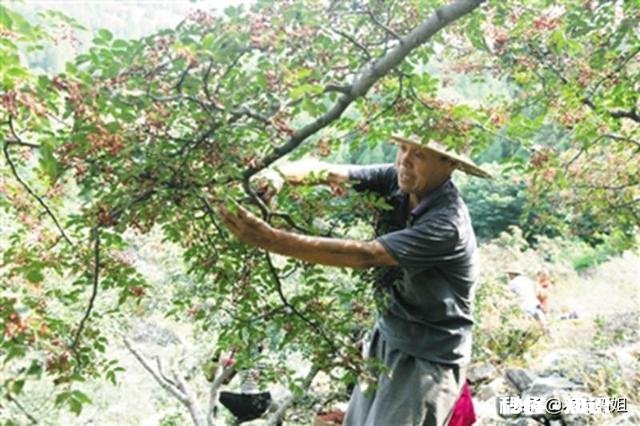 花椒树背上枝怎么剪