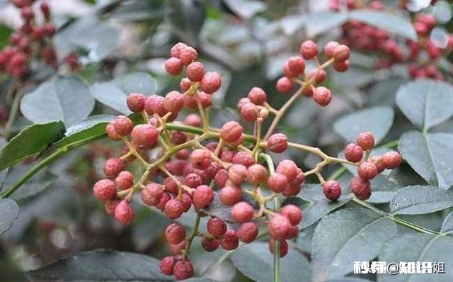 花椒树背上枝怎么剪