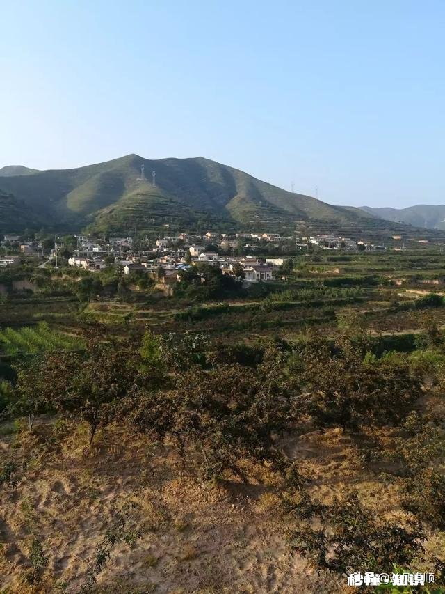 花椒树背上枝怎么剪