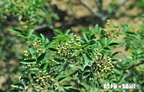 花椒树背上枝怎么剪