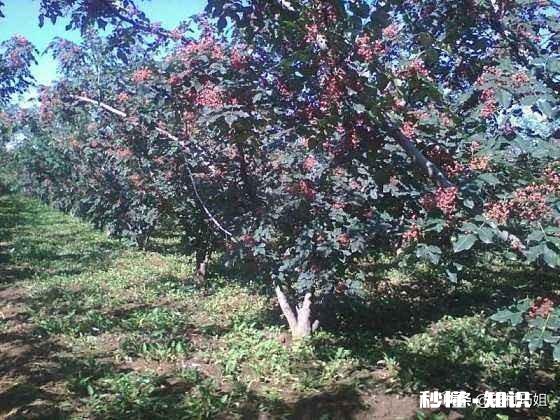 花椒树背上枝怎么剪