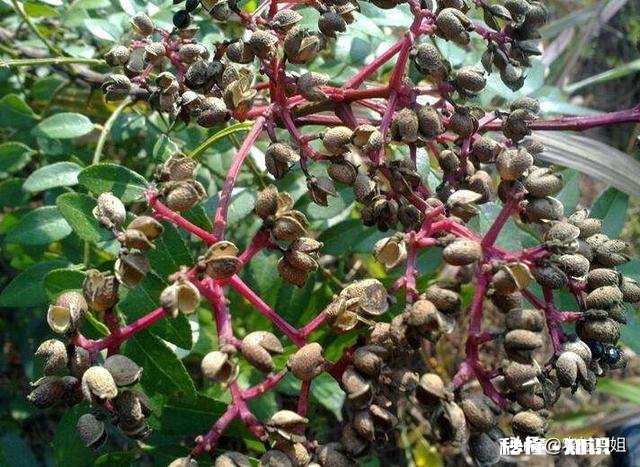 花椒树背上枝怎么剪