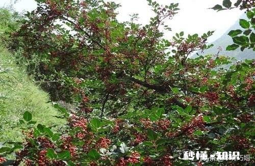 花椒树背上枝怎么剪