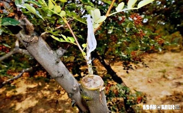 花椒树背上枝怎么剪