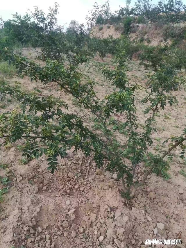 花椒树背上枝怎么剪