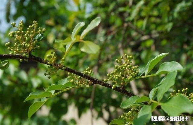 花椒树背上枝怎么剪