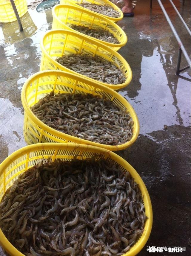 大虾都30多一斤,为什么有的虾仁才十几块一斤