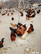 我家的小鸡为什么喜欢在草木灰里打滚呢