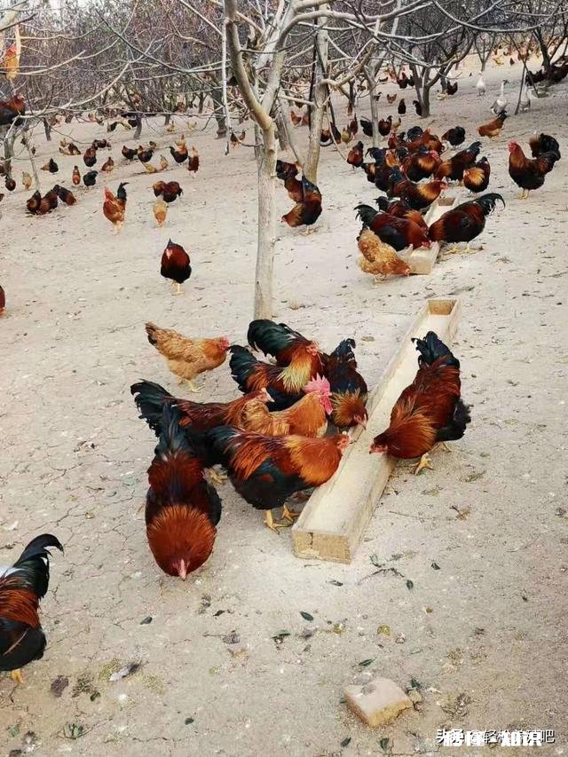 我家的小鸡为什么喜欢在草木灰里打滚呢