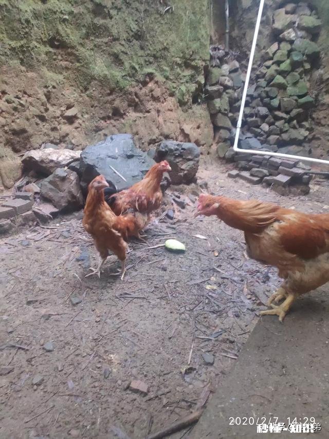 我家的小鸡为什么喜欢在草木灰里打滚呢