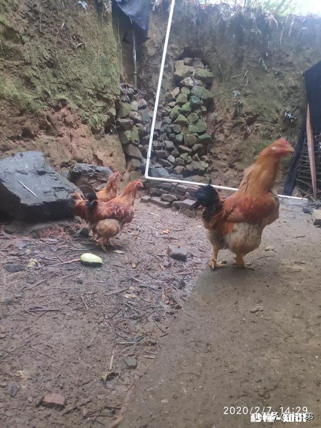 我家的小鸡为什么喜欢在草木灰里打滚呢