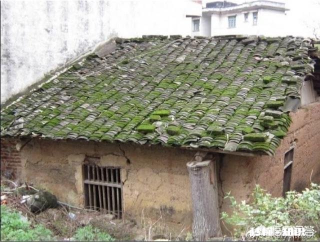 你认为，年是什么味道现在过年和小时过年有何不同