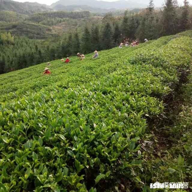 你认为，年是什么味道现在过年和小时过年有何不同