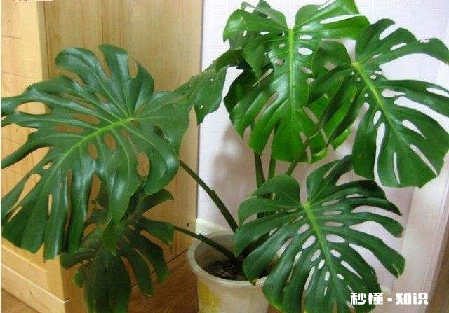 龟背竹迁插成活后什么时候能施肥