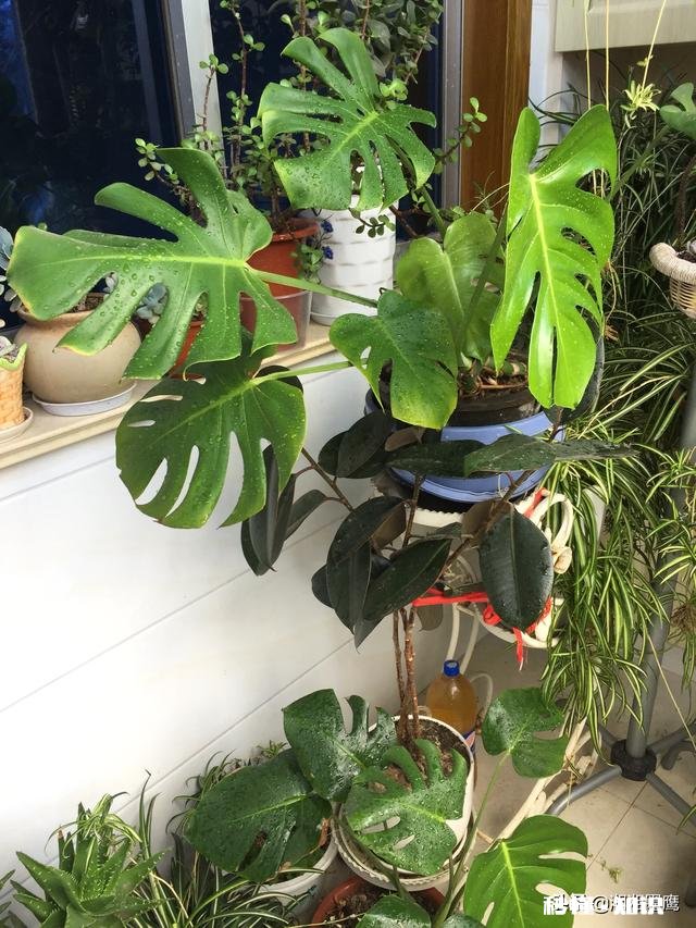 龟背竹迁插成活后什么时候能施肥