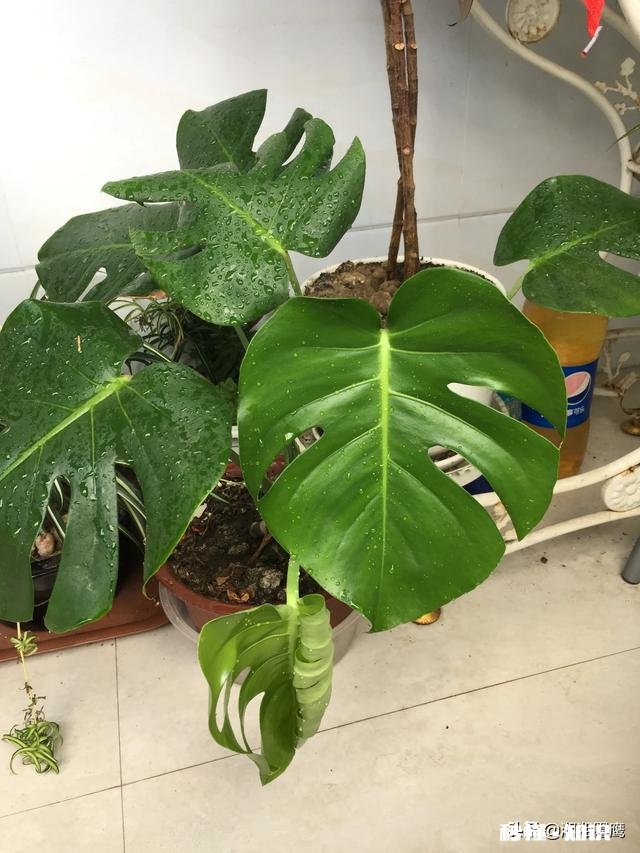 龟背竹迁插成活后什么时候能施肥