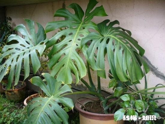 龟背竹迁插成活后什么时候能施肥