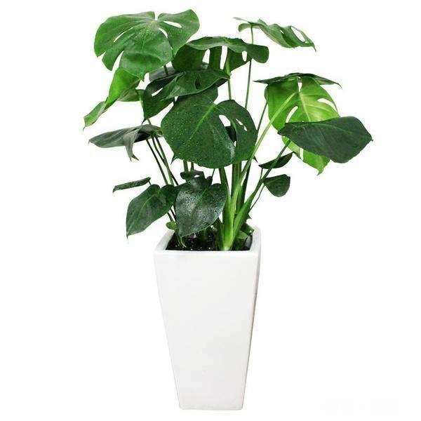 龟背竹迁插成活后什么时候能施肥