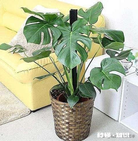 龟背竹迁插成活后什么时候能施肥