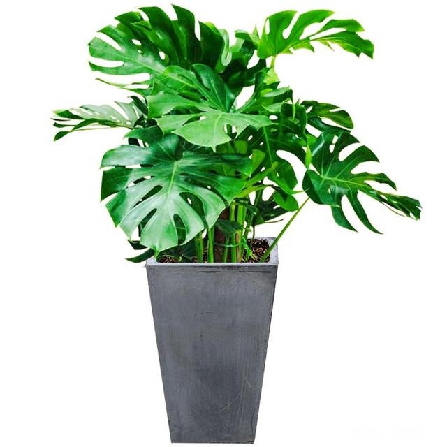 龟背竹迁插成活后什么时候能施肥