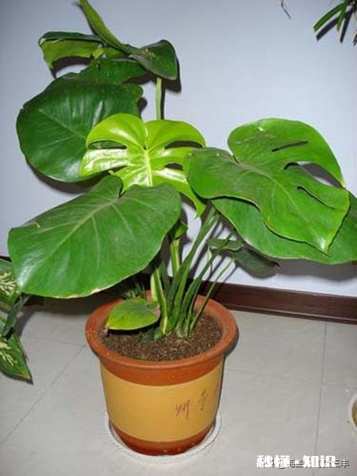 龟背竹迁插成活后什么时候能施肥