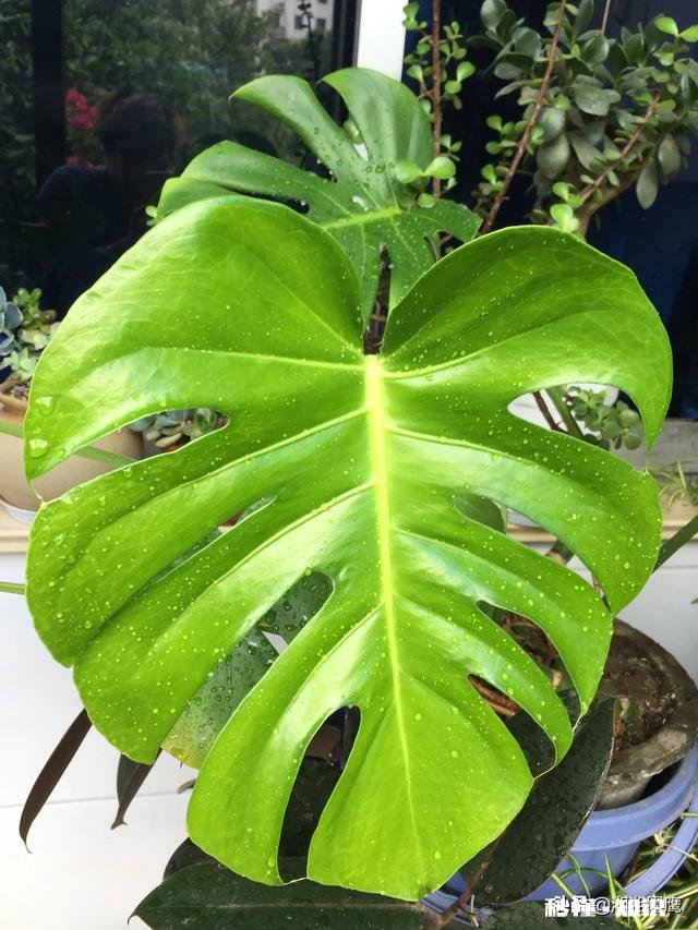 龟背竹迁插成活后什么时候能施肥