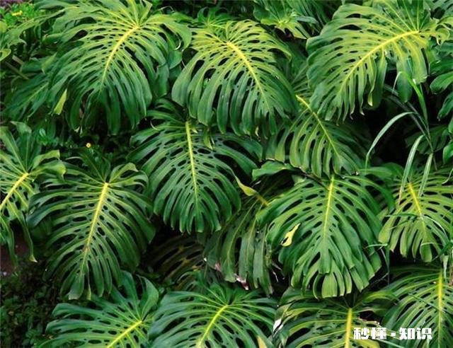 龟背竹迁插成活后什么时候能施肥