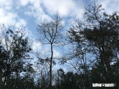 疫情期间有些工地停工，车辆停驶，为什么雾霾还严重