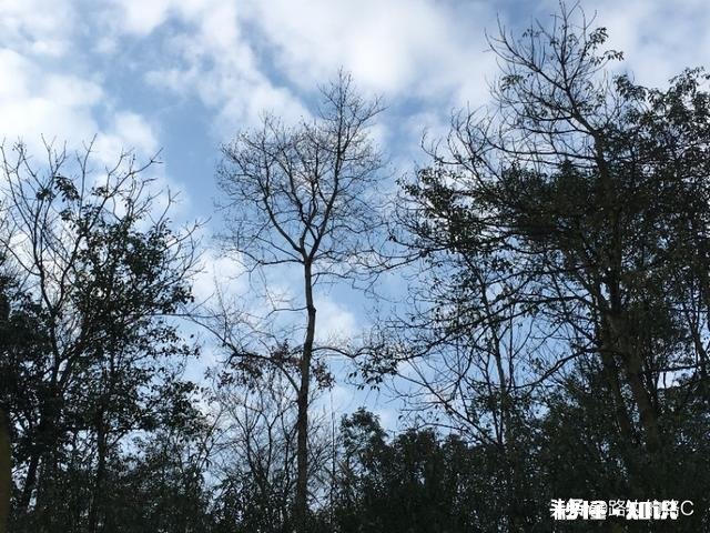 疫情期间有些工地停工，车辆停驶，为什么雾霾还严重