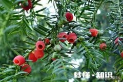 红豆杉怎么养怎样能更好的培育