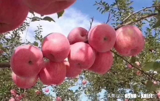 煮苹果能降低钾含量吗,有什么影响