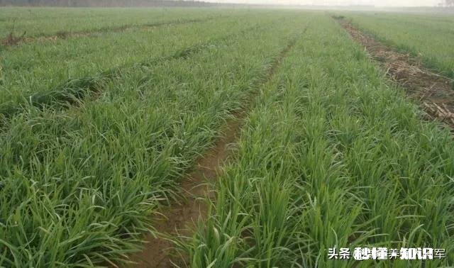 韭菜正确的施肥方法是什么