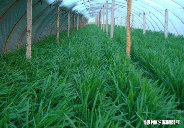 韭菜正确的施肥方法是什么