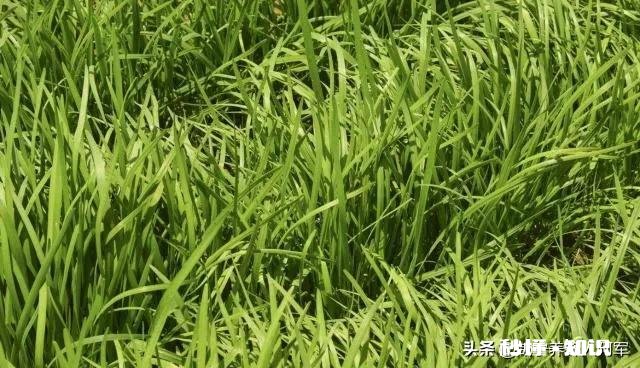 韭菜正确的施肥方法是什么