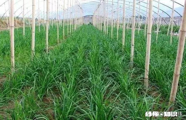 韭菜正确的施肥方法是什么