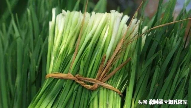 韭菜正确的施肥方法是什么