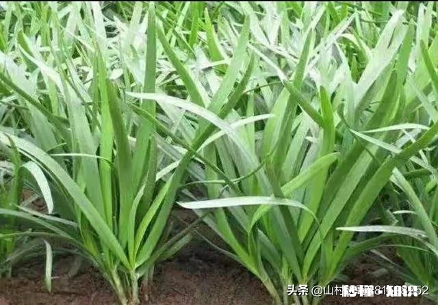 韭菜正确的施肥方法是什么