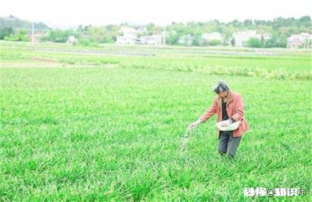 韭菜正确的施肥方法是什么