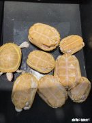 淡水龟饲料喂什么好