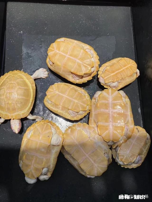 淡水龟饲料喂什么好