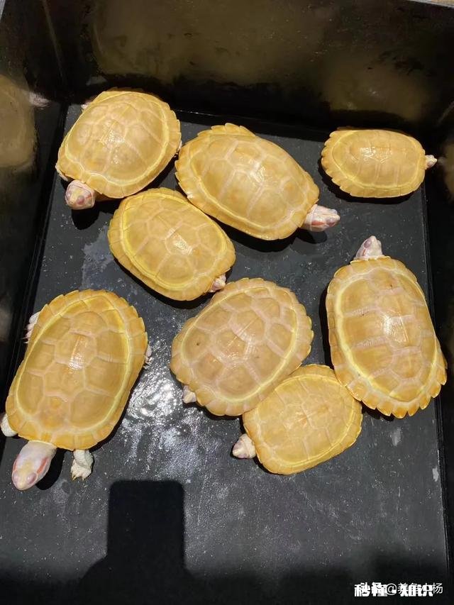 淡水龟饲料喂什么好