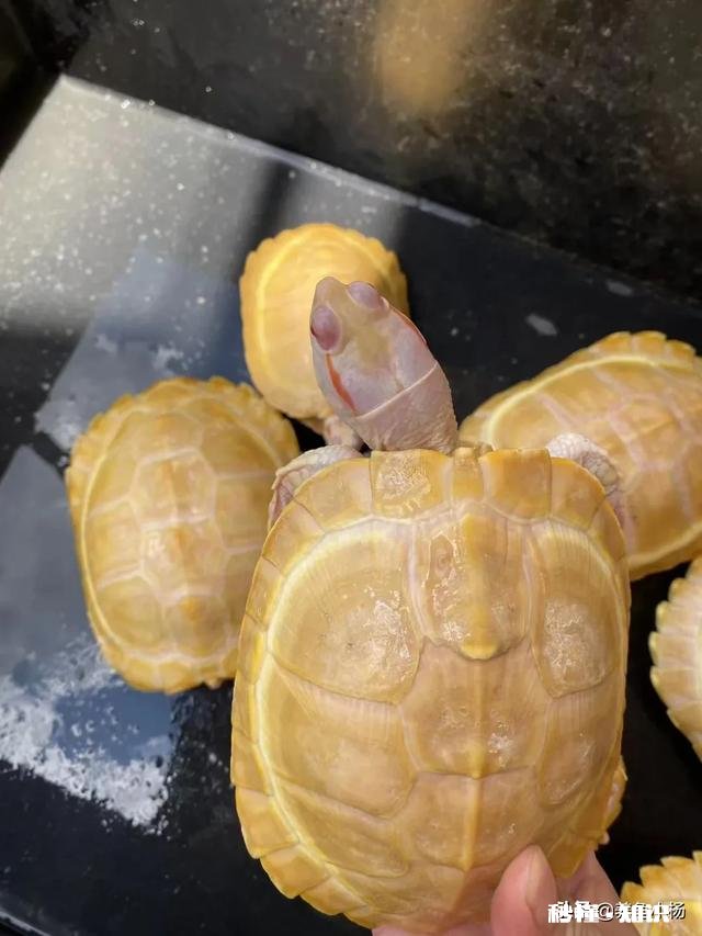 淡水龟饲料喂什么好