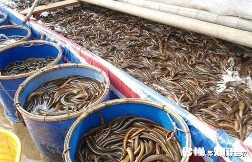 今年还会收购水生动物吗例如鳝鱼之类的