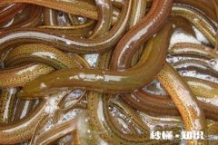 今年还会收购水生动物吗例如鳝鱼之类的