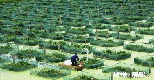 今年还会收购水生动物吗例如鳝鱼之类的