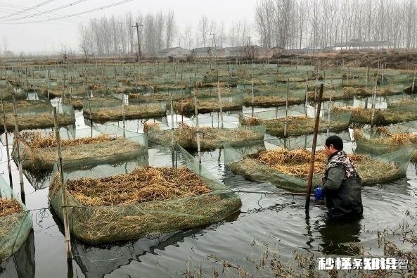 今年还会收购水生动物吗例如鳝鱼之类的
