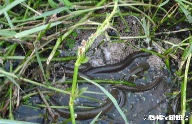 今年还会收购水生动物吗例如鳝鱼之类的